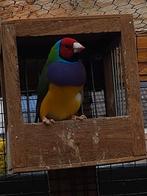 Gouldamadines, Dieren en Toebehoren, Vogels | Overige Vogels, Mannelijk