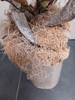 Decoratie, Huis en Inrichting, Woonaccessoires | Droogbloemen, Ophalen, Gebruikt