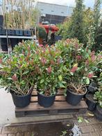 Skimmia jap rubbela hoog 100 cm 20 liter super voor de kerst, Vaste plant, Halfschaduw, Winter, Ophalen