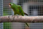aratinga finschi, Dieren en Toebehoren, Vogels | Parkieten en Papegaaien, Meerdere dieren, Parkiet, Geringd
