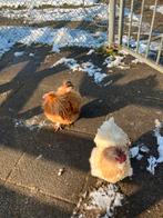 2 leuke zijdehoender haantjes, Dieren en Toebehoren, Mannelijk, Kip