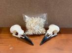 Schedel zwarte kraai, Ophalen of Verzenden, Nieuw, Vogel, Schedel