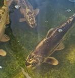 Koi karpers te koop, Dieren en Toebehoren, Vissen | Vijvervissen, Karper of Koi