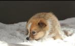 Pomsky pups te koop, Dieren en Toebehoren, Honden | Poolhonden, Keeshonden en Oertypen, Overige rassen, CDV (hondenziekte), 8 tot 15 weken