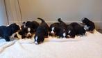 Prachtige berner sennen pups, Dieren en Toebehoren, Honden | Jack Russells en Terriërs, Overige rassen, 8 tot 15 weken, Meerdere