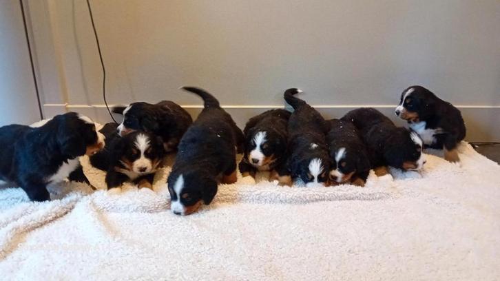 Prachtige berner sennen pups, Dieren en Toebehoren, Honden | Jack Russells en Terriërs, Meerdere dieren, Overige rassen, Particulier