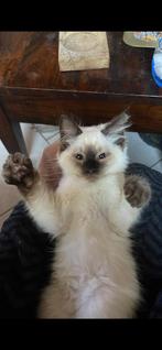 Ragdoll kittens, Dieren en Toebehoren, Katten en Kittens | Raskatten | Langhaar, Meerdere dieren, Gechipt, 0 tot 2 jaar