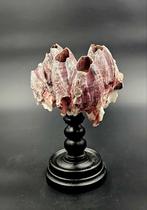 Cluster grote roze zeepok Megabalanus Coccopoma op standaard, Ophalen of Verzenden, Opgezet dier