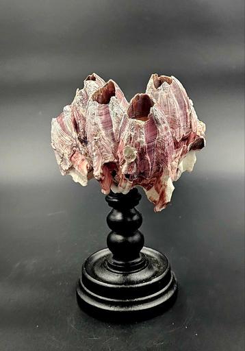 Cluster grote roze zeepok Megabalanus Coccopoma op standaard beschikbaar voor biedingen