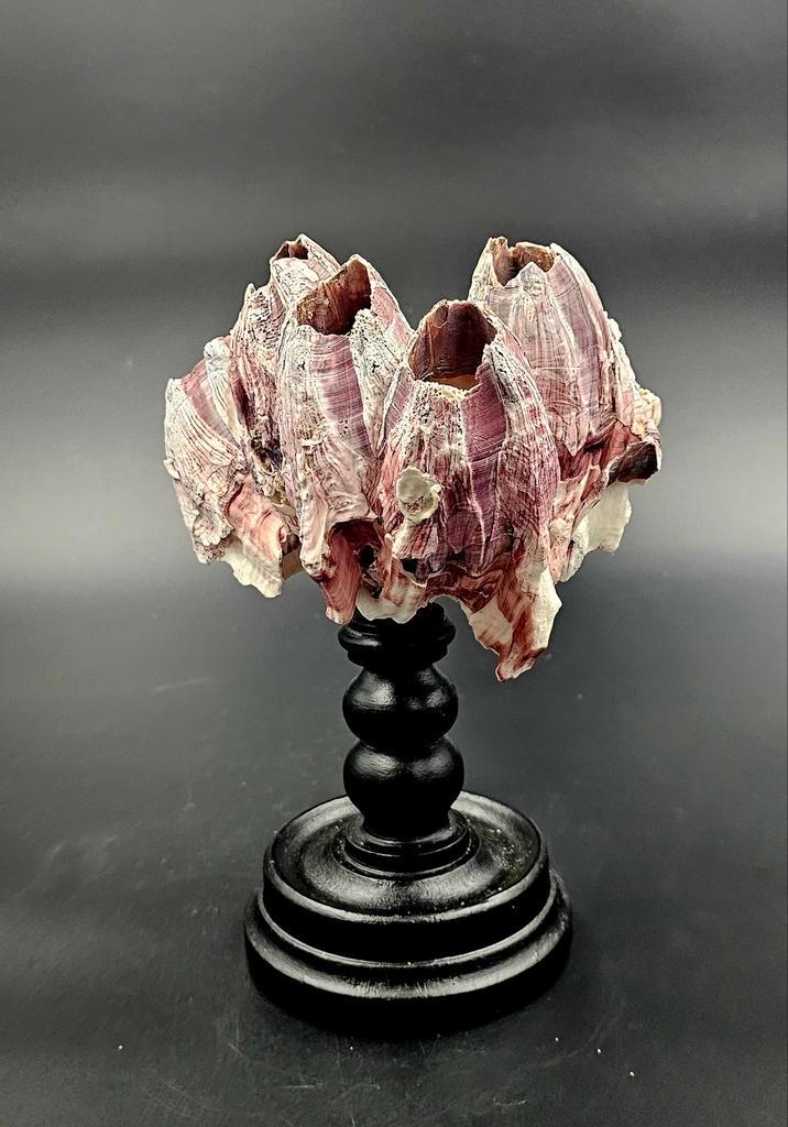 Cluster grote roze zeepok Megabalanus Coccopoma op standaard, Verzamelen, Dierenverzamelingen, Opgezet dier, Ophalen of Verzenden