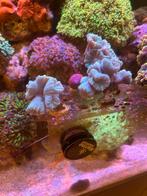 caulastrea mind blauwe stekjes koraal, Dieren en Toebehoren, Overige typen, Zoutwatervis