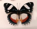 hypolimnas dexithea, Ophalen of Verzenden, Nieuw, Beeldje of Figuurtje