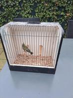 Mooie Zwartkop sijs pop uit buitenvoliere., Ophalen of Verzenden, Hout, Vogelkooi