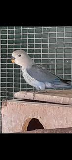 Agapornis roseicolli, Geslacht onbekend, Dwergpapegaai of Agapornis