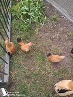 Serama haantjes, Dieren en Toebehoren, Pluimvee, Mannelijk, Kip