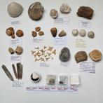 Fossielen verzameling haai rog dinosaurus zeeegels etc #4, Ophalen of Verzenden, Fossiel