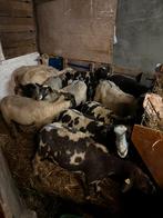 11 schapen, Dieren en Toebehoren, Vrouwelijk, Schaap