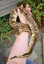 1.0 Champagne leopard het. Clown, Slang, Tam, 3 tot 6 jaar