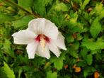 Onbespoten Hibiscus volledig op biologische wijze geteeld, Ophalen, Overige soorten, Minder dan 100 cm