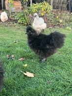 Zijdehoen frizzle hen, Dieren en Toebehoren, Pluimvee, Vrouwelijk, Kip