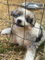 Australian Shepherd pups stamboom, Dieren en Toebehoren, Sheepdog, 8 tot 15 weken, Meerdere, Meerdere dieren
