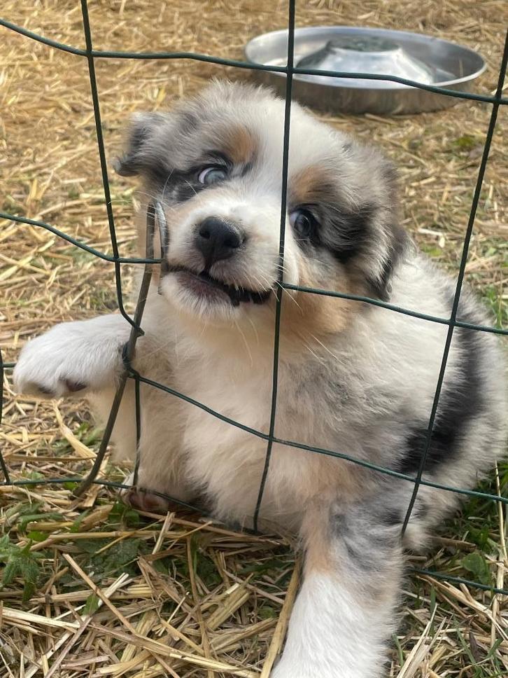 Australian Shepherd pups stamboom, Dieren en Toebehoren, Honden | Herdershonden en Veedrijvers, Meerdere dieren, Sheepdog, Particulier