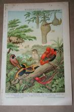 Antieke kleurenlitho - Zangvogels Wevers - Circa 1900 !!, Ophalen of Verzenden