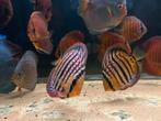 Discus te koop, Dieren en Toebehoren, Vissen | Aquariumvissen, Vis
