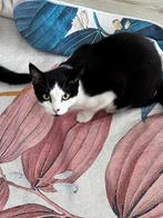 Katten, Poes