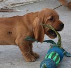 Beschikbaar Basset fauve de Bretagne pups, Dieren en Toebehoren, 8 tot 15 weken, Meerdere dieren, Eén hond, Nederland