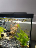 Te koop black Molly’s mannen, Ophalen