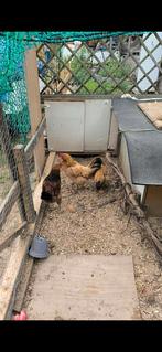 Kwijt kippen In eigelshoven, Dieren en Toebehoren, Vogels | Overige Vogels, Vrouwelijk