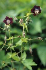 Stek Geranium Phaem, Vaste plant, Halfschaduw, Lente, Ophalen