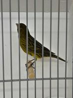 Kanaries, Dieren en Toebehoren, Vogels | Kanaries, Meerdere dieren, Kleurkanarie