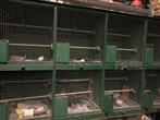 Kweekkooi voor vogels, Ophalen of Verzenden, Zo goed als nieuw, Hout, Vogelkooi