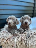 Labmaraner pups, Nederland, Overige rassen, CDV (hondenziekte), 8 tot 15 weken