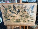 Oude schoolplaat - Bos- en Weidevogels, Antiek en Kunst, Antiek | Schoolplaten, Ophalen, Natuur en Biologie