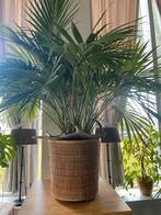 Grote mexicaanse bergpalm kamerplant, Huis en Inrichting, Kamerplanten, Ophalen, Halfschaduw, Minder dan 100 cm
