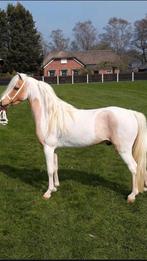 Hengst,Ster,Prefent,kampioen,NMPRS,minipaard,pony, Hengst