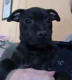 Staffordshire bull terriër reutje beschikbaar, Fokker | Hobbymatig, Rabiës (hondsdolheid), 15 weken tot 1 jaar, Buitenland