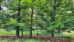 Bos bosgrond voedselbos haardhout rust/dagrecreatie te koop, Ophalen, Tot 1 ha, Cultuurgrond