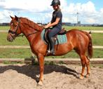 Kinder pony ,grote d-pony, merrie, 100% bomproof, Dieren en Toebehoren, B, 3 tot 6 jaar, Recreatiepony, D pony (1.37m tot 1.48m)