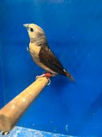 Gele Rietvink - 2024 pop, Dieren en Toebehoren, Vogels | Overige Vogels, Mannelijk, Geringd