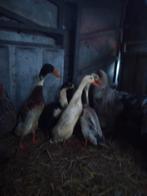6 loopeenden, Meerdere dieren, Eend