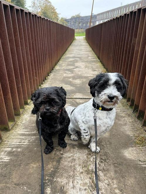 Oppasser / honden uitlater aangeboden, Vacatures, Vacatures | Thuiswerk, Overige vormen