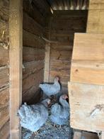 3 Wyandotte hennen 10 maanden oud, Dieren en Toebehoren, Pluimvee, Vrouwelijk, Kip
