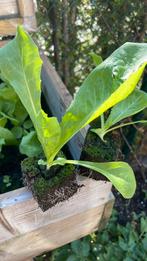 Andijvie planten, Tuin en Terras, Ophalen, Volle zon, Groenteplanten, Eenjarig