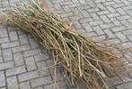 !Gevraagd Wilgentakken takken snoeiafval paarden, Ophalen, Volle zon, Overige soorten