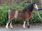 Vier goedgefokte drachtige Welsh  A merries, Merrie, Met stamboom, 3 tot 6 jaar, B pony (1.17m tot 1.27m)