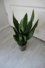 Mooie Sansevieria of Vrouwentong, Huis en Inrichting, Ophalen, Halfschaduw, Minder dan 100 cm